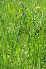 Carex petasata