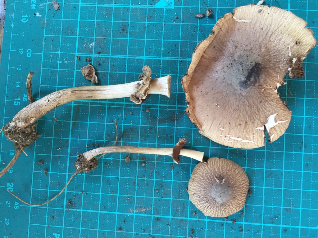 Cyclocybe cylindracea · August 2016 · photo: © atsushi_nakajima_cirque (iNaturalist, cc-by)