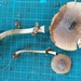 ヤナギマツタケ