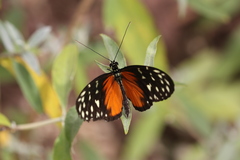 Papilionoidea