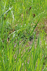 Carex petasata