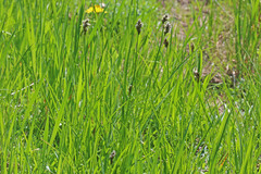 Carex petasata