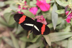 Papilionoidea