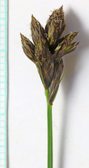 Carex petasata