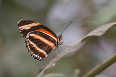 Papilionoidea