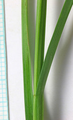 Carex petasata