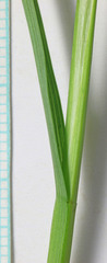 Carex petasata