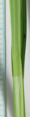 Carex petasata