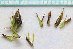 Carex petasata