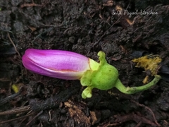 Amphilophium paniculatum