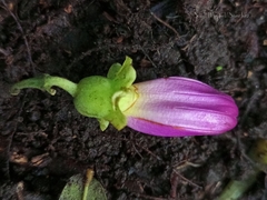 Amphilophium paniculatum