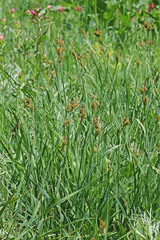 Carex raynoldsii