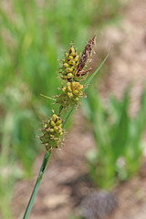 Carex raynoldsii