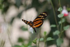 Papilionoidea