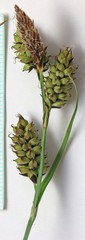 Carex raynoldsii