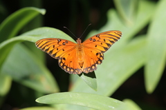 Dione vanillae