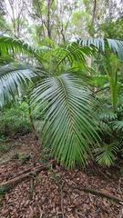 Archontophoenix alexandrae