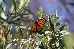 Danaus plexippus