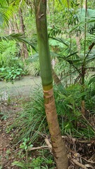 Archontophoenix alexandrae