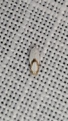 Opostegoides gephyraea