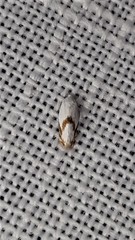 Opostegoides gephyraea