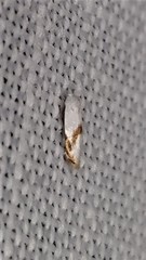 Opostegoides gephyraea