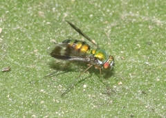 Condylostylus quadricolor