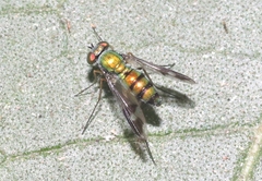 Condylostylus quadricolor