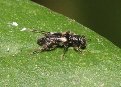 Phyllobaenus obscurus