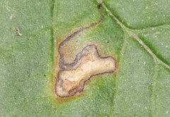 Stigmella rhamnella