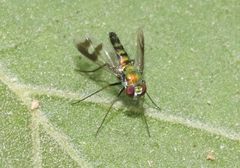 Condylostylus quadricolor