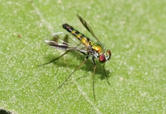 Condylostylus quadricolor