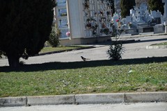 Pica pica melanotos