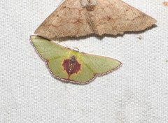 Synchlora astraeoides