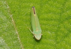 Graphogonalia evagorata