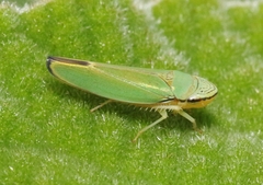 Graphogonalia evagorata