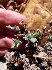 Eriogonum kennedyi austromontanum