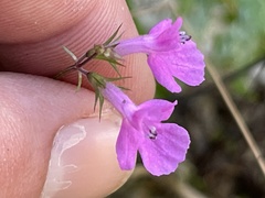 Stachys tenerrima