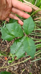 Alchornea ilicifolia