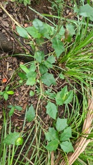 Alchornea ilicifolia