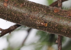 Lampetis cupreopunctata