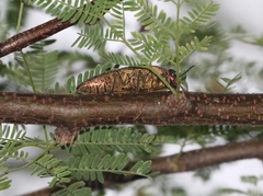 Lampetis cupreopunctata