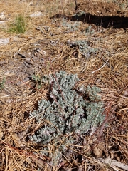 Eriogonum kennedyi austromontanum