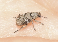 Colecerus marmoratus