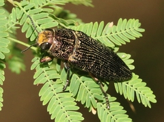 Lampetis cupreopunctata