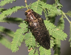 Lampetis cupreopunctata