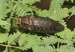 Lampetis cupreopunctata