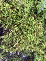 Dicranum howellii