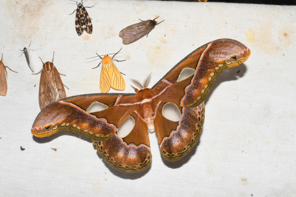 Rothschildia interaricia