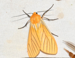 Pseudischnocampa nervosa